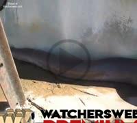Largest Dead Snake Ever Found