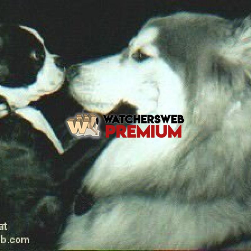 Why God Made Pets #6 - p - Stumper - Canada