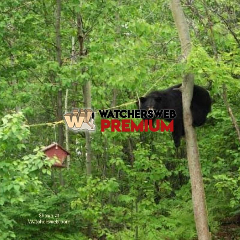 Bear On A Wire #1 - p - T - Canada