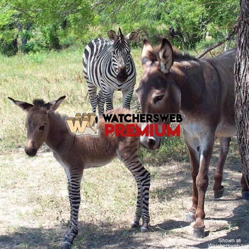 Sleeping Around - p - Stumper - Canada