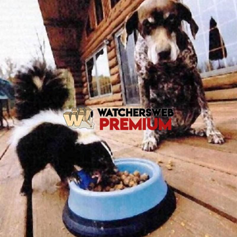 I'll Wait - p - Stumper - Canada