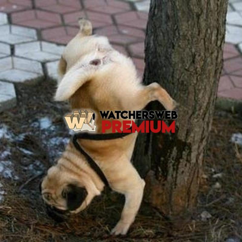 Brown Eye - p - Stumper - Canada