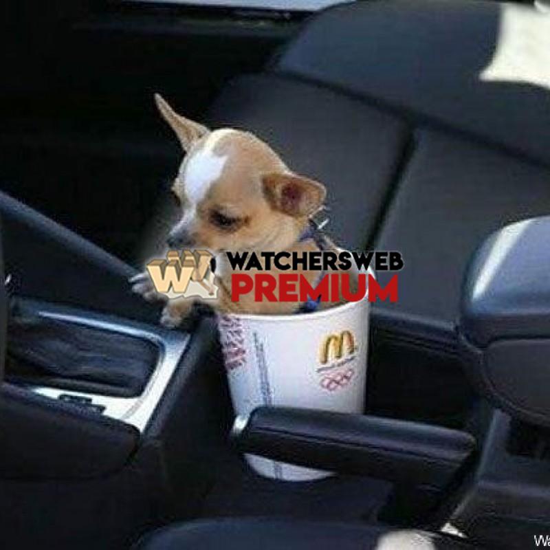 McMini Mutt - p - Stumper - Canada