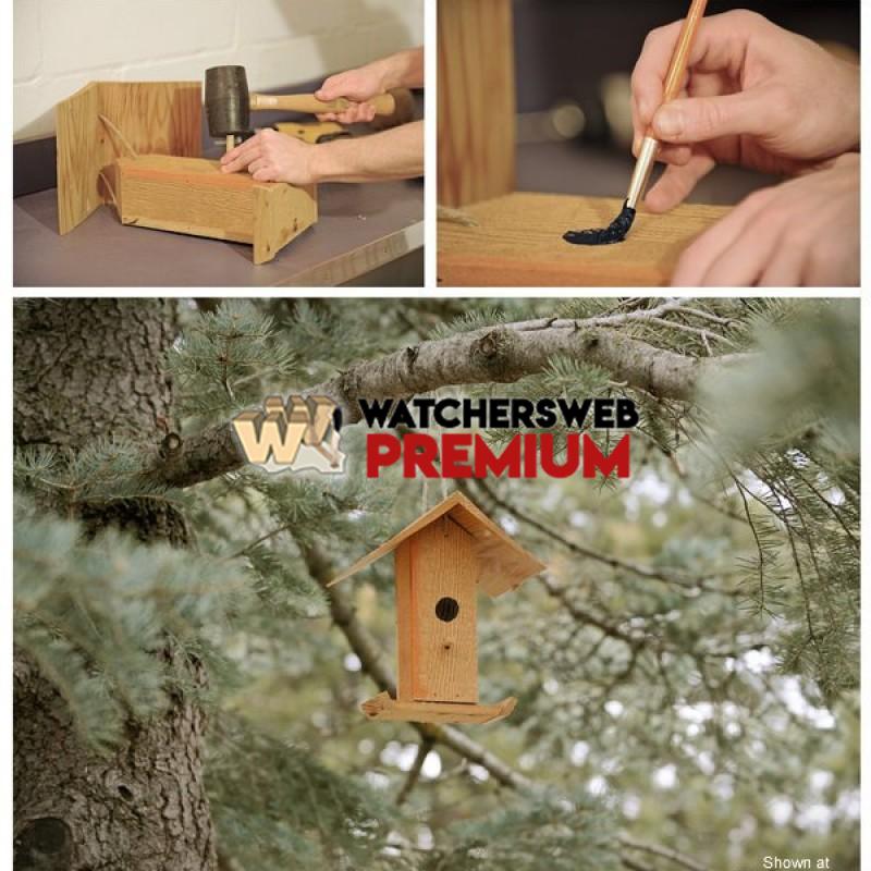 Pranking A Bird - p - Jermaine