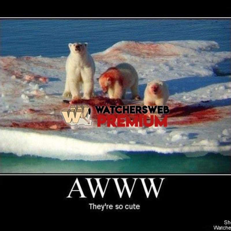 Aww They Are So Cute - p - Candylea