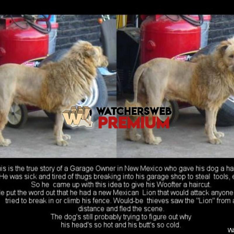 New Mexico Lion - p - Tom - USA