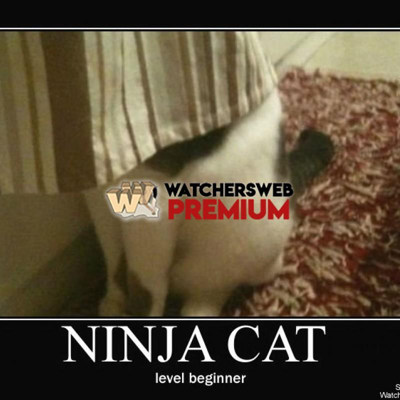 Ninja Cat - p - Stone - Holland