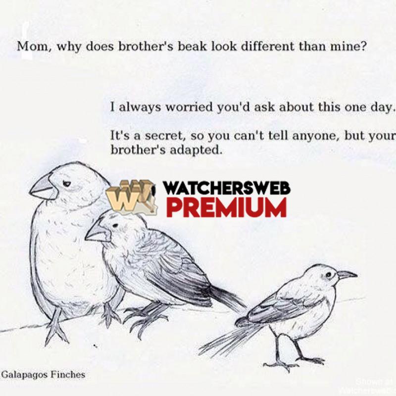 Adapted - cp - Monique, QLD - Australia