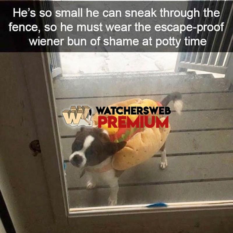 Wiener Bun Of Shame - p - Monique, QLD - Australia