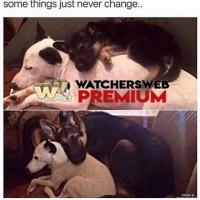 Puppy Cuteness - p - Monique, QLD - Australia