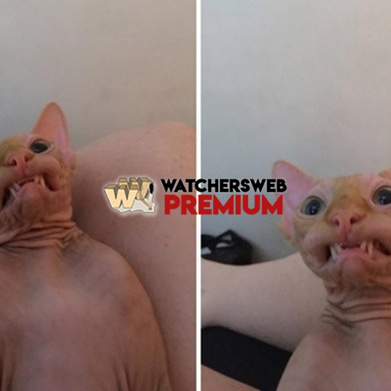 What Is This Cat Seeing - p - Monique, QLD - Australia