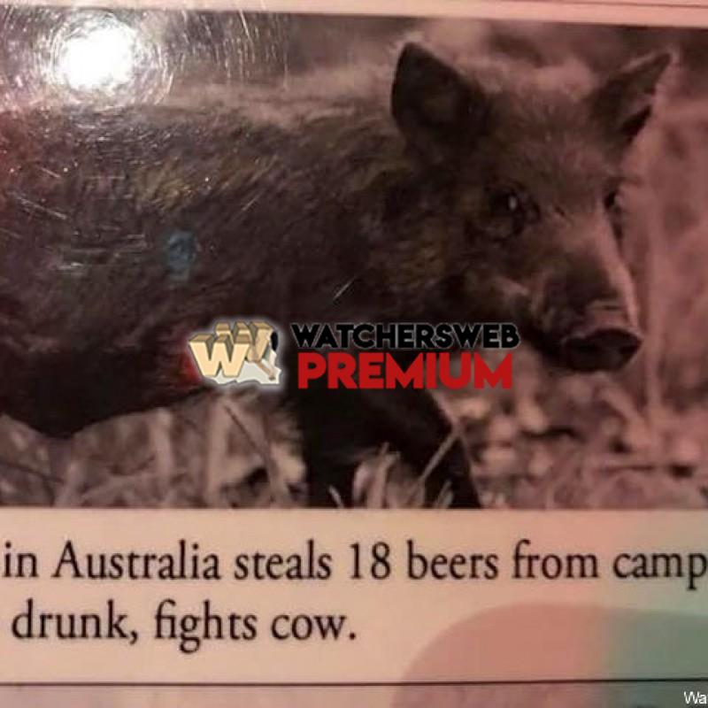 Only In Australia - p - Monique, QLD - Australia