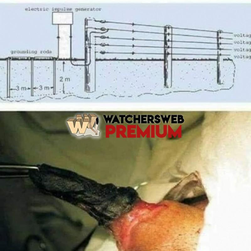 Ouch - Ray - QLD, Australia