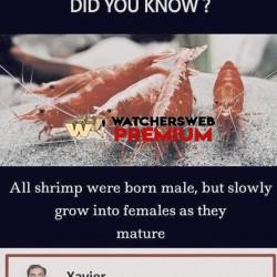 Tik Tokers 🤣🤣 - Ray - QLD, Australia