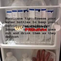 Phycho - Ray - QLD, Australia