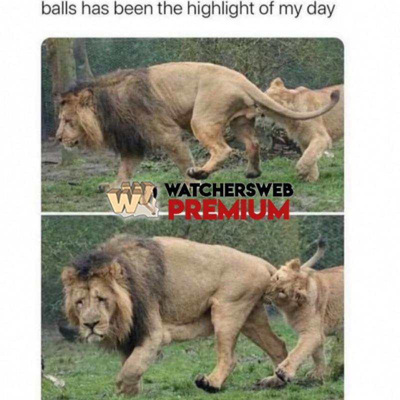 The Animal Kingdom - Ray - QLD, Australia