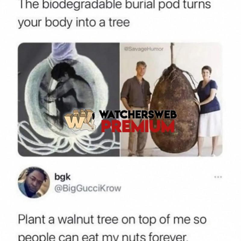 Walnuts - Ray - QLD, Australia