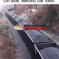 Hungry Teslas - Ray - QLD, Australia