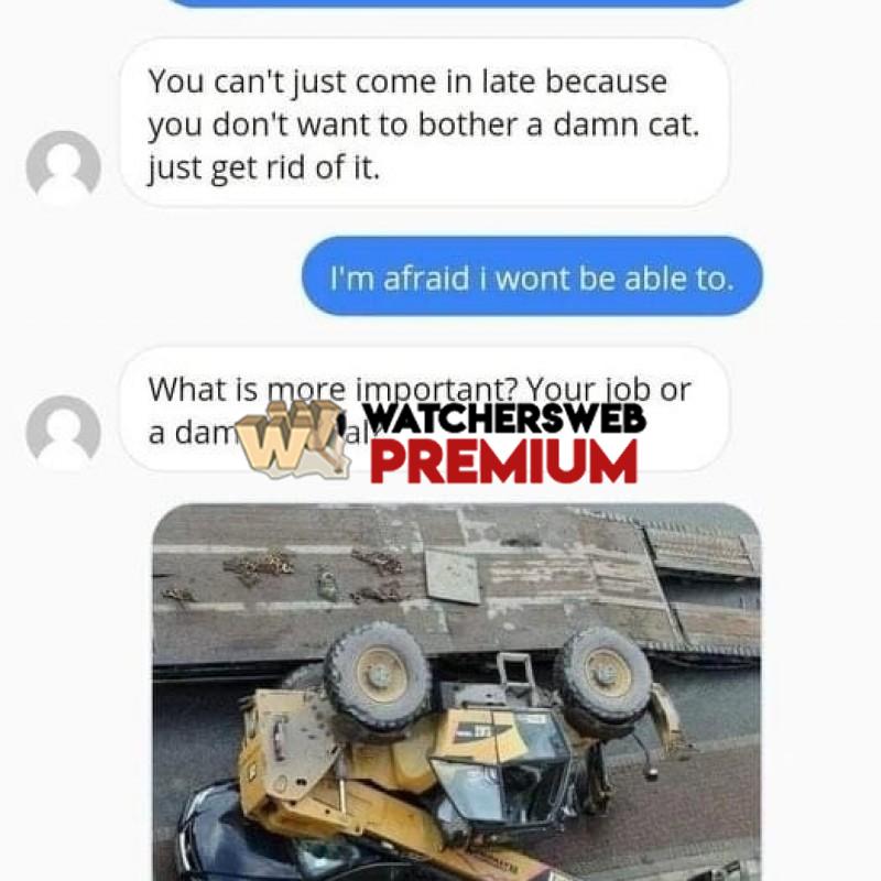 Cat Nap - Ray - QLD, Australia