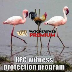 Good Cover - Ray - QLD, Australia