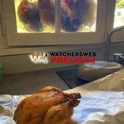 They Got Harry - Ray - QLD, Australia