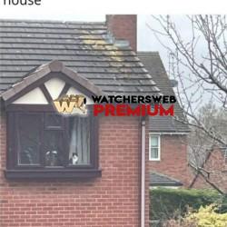 Bloody Cat - Ray - QLD, Australia