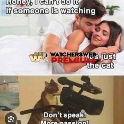 Cats - Ray - QLD, Australia