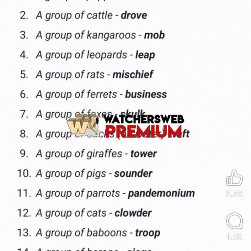 Fun Facts - Ray - QLD, Australia