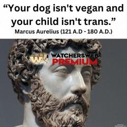 Wise Man - Ray - QLD, Australia