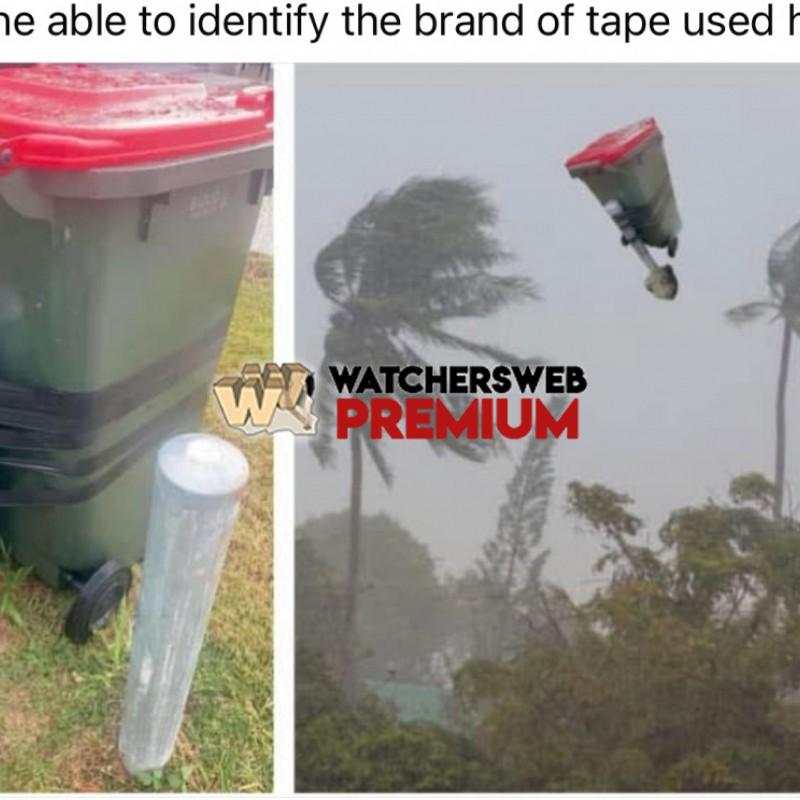 Great Tape - Ray - QLD, Australia