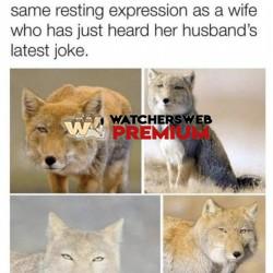 Resting Bitch Face - Ray - QLD, Australia