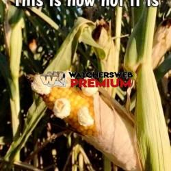 Pop - Ray - QLD, Australia