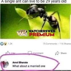 Five Hahaha - Ray - QLD, Australia