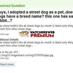Craziest Yahoo Questions - Street Dog Bread - p - Candylea