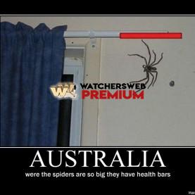 Australian Spiders - p - Stone - Holland