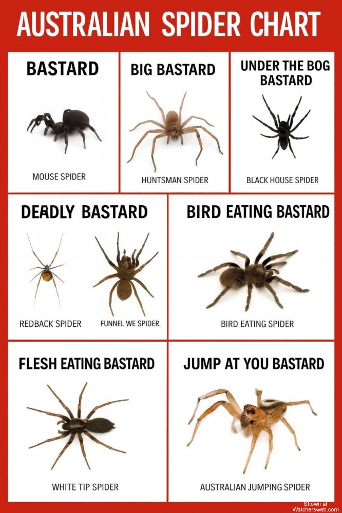 Aussie Spider Chart #0