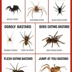 Aussie Spider Chart