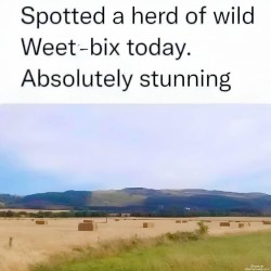 Wild Weet-Bix
