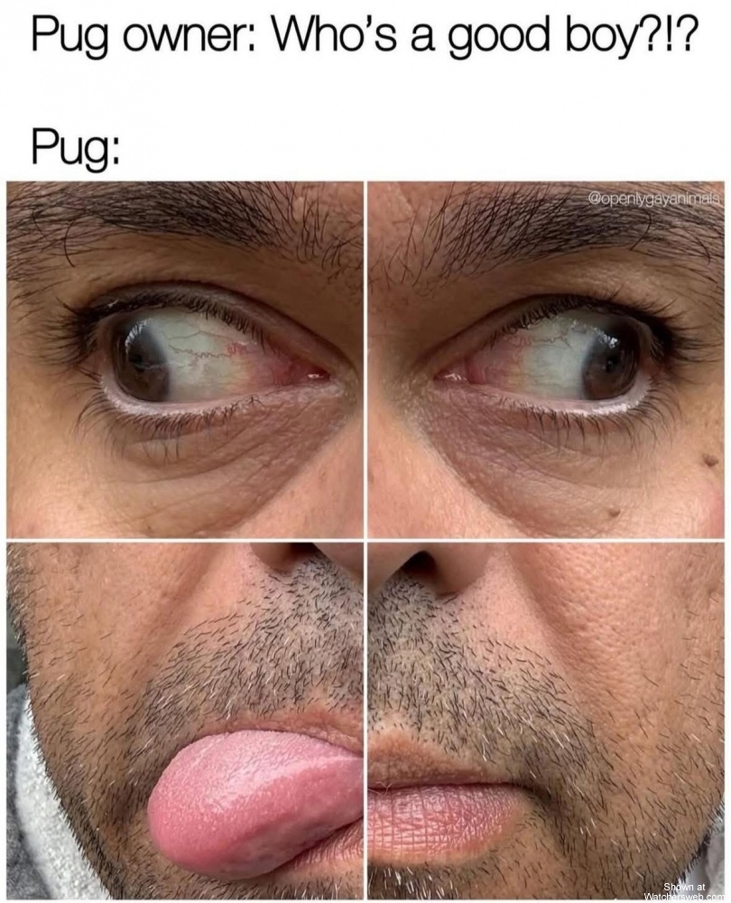 Pugs #0
