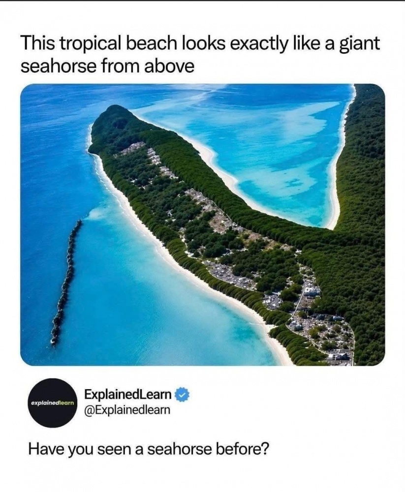 Giant Seahorse #0