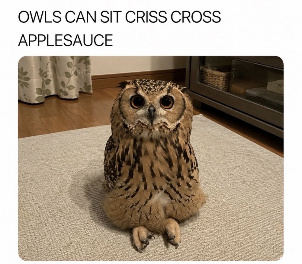 Owls #0