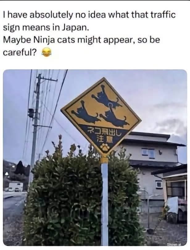Ninja Cats #0