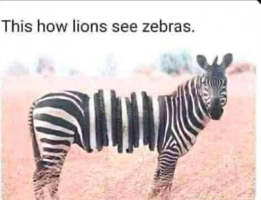 Zebras #0