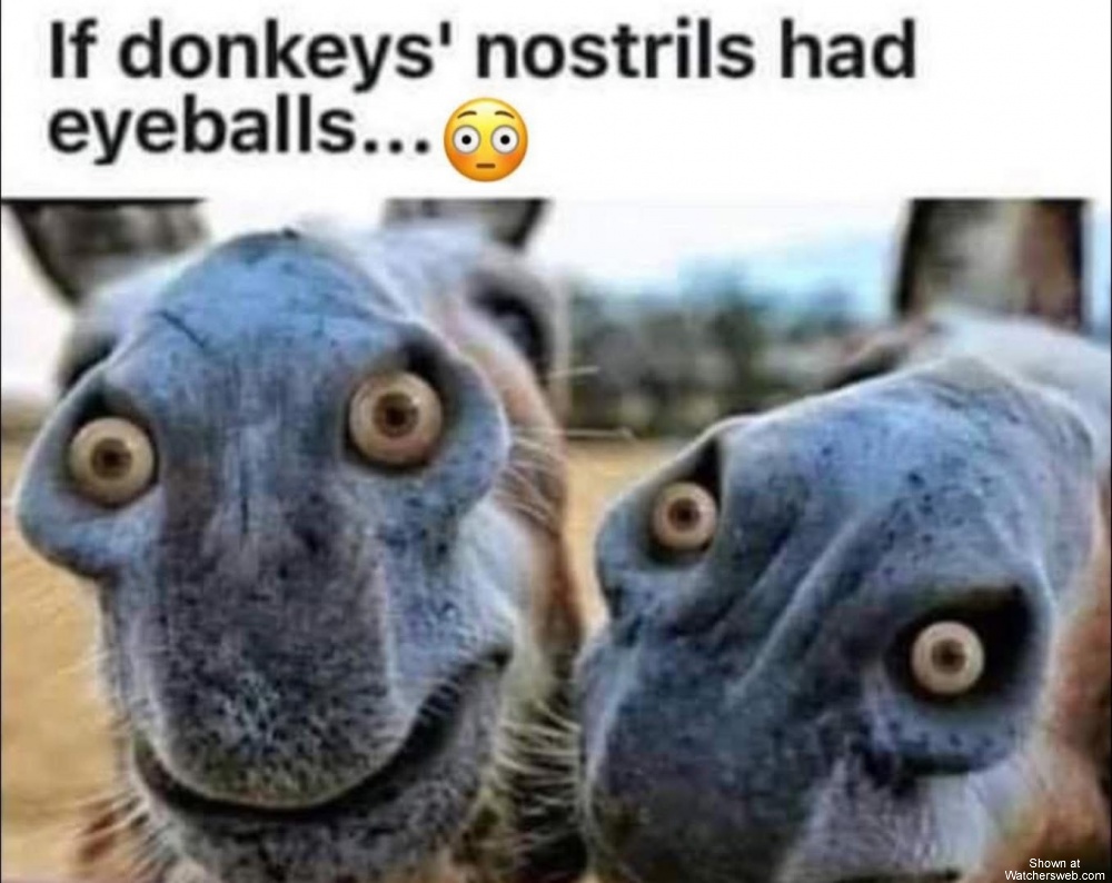 Donkeys Nostrils #0