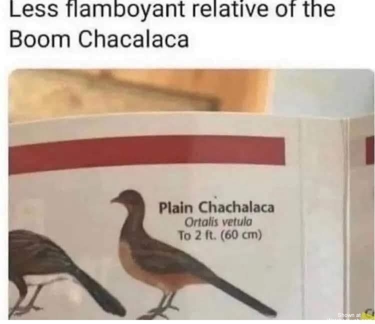Plain Chacalaca #0