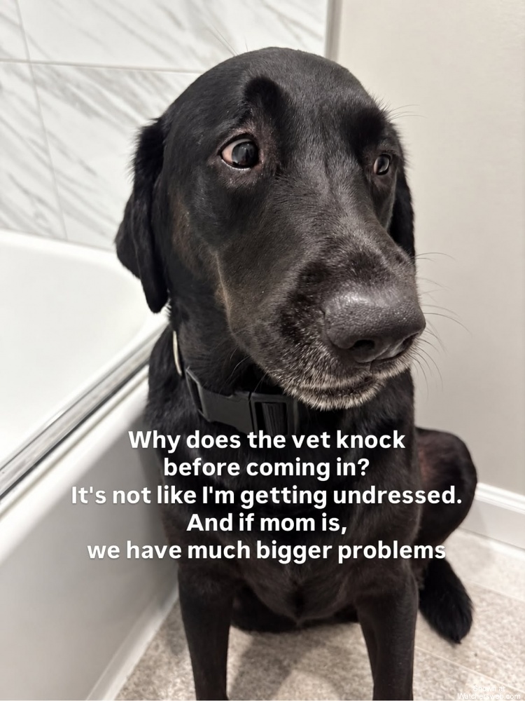 Why Does The Vet Knock #0