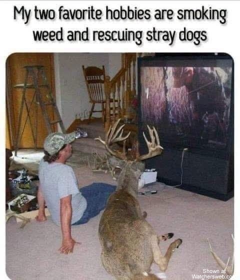 Stray Dogs #0