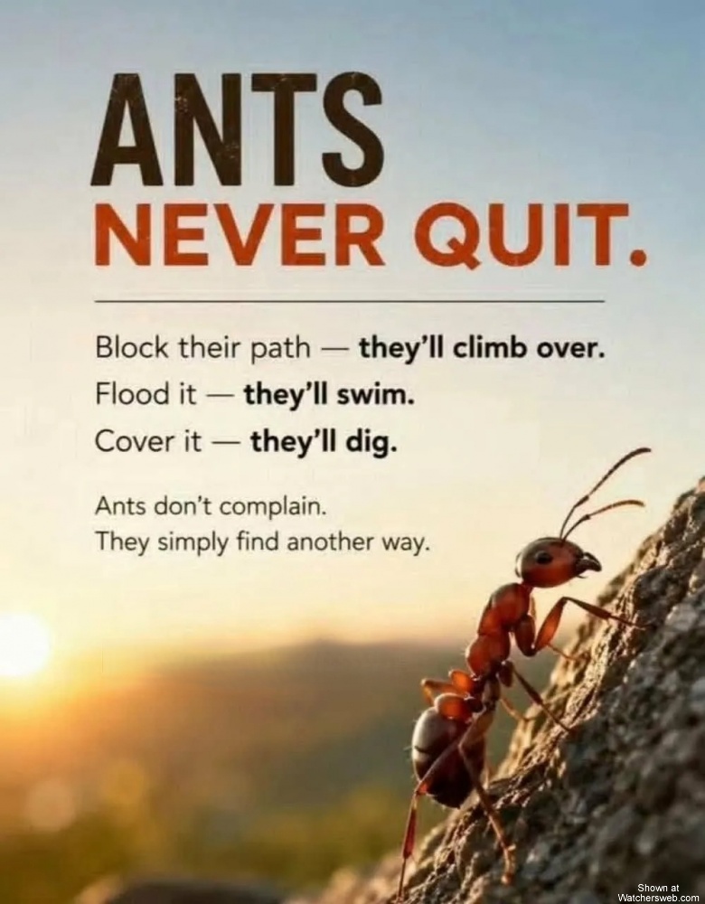 Ants Never Quit #0