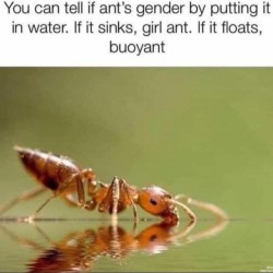 Ants
