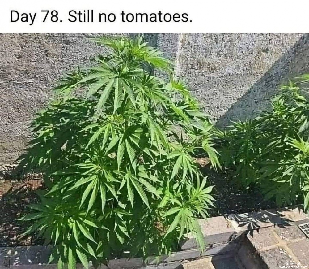 Day 78 #0